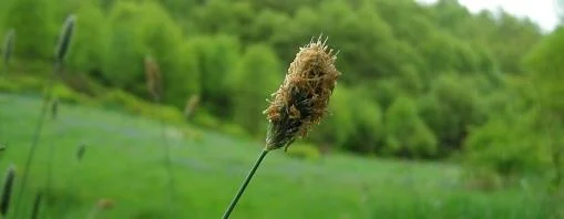 Hay fever and alcohol